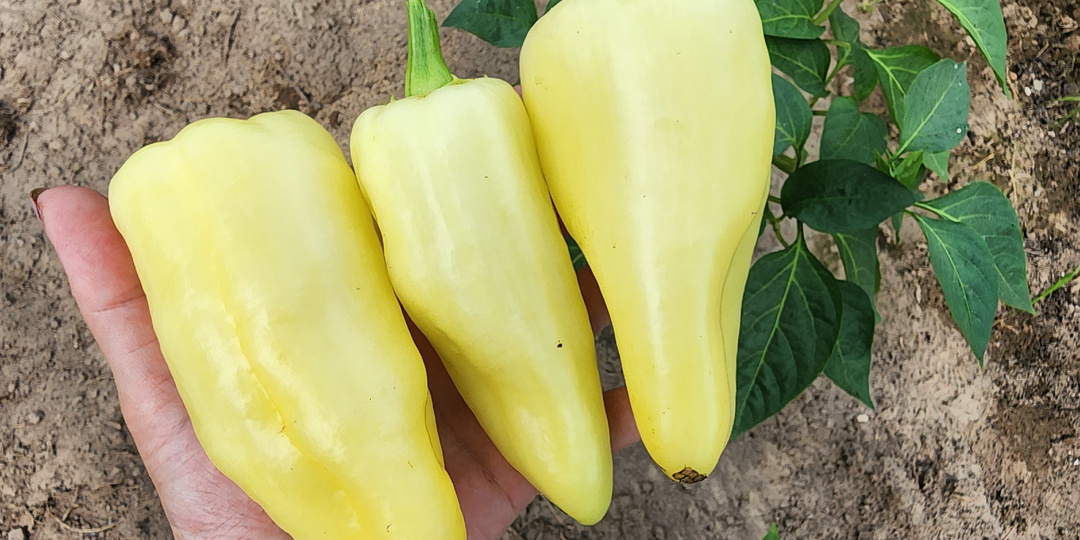 Топ-7 лучших сортов перца: проверено урожаем и вкусом!