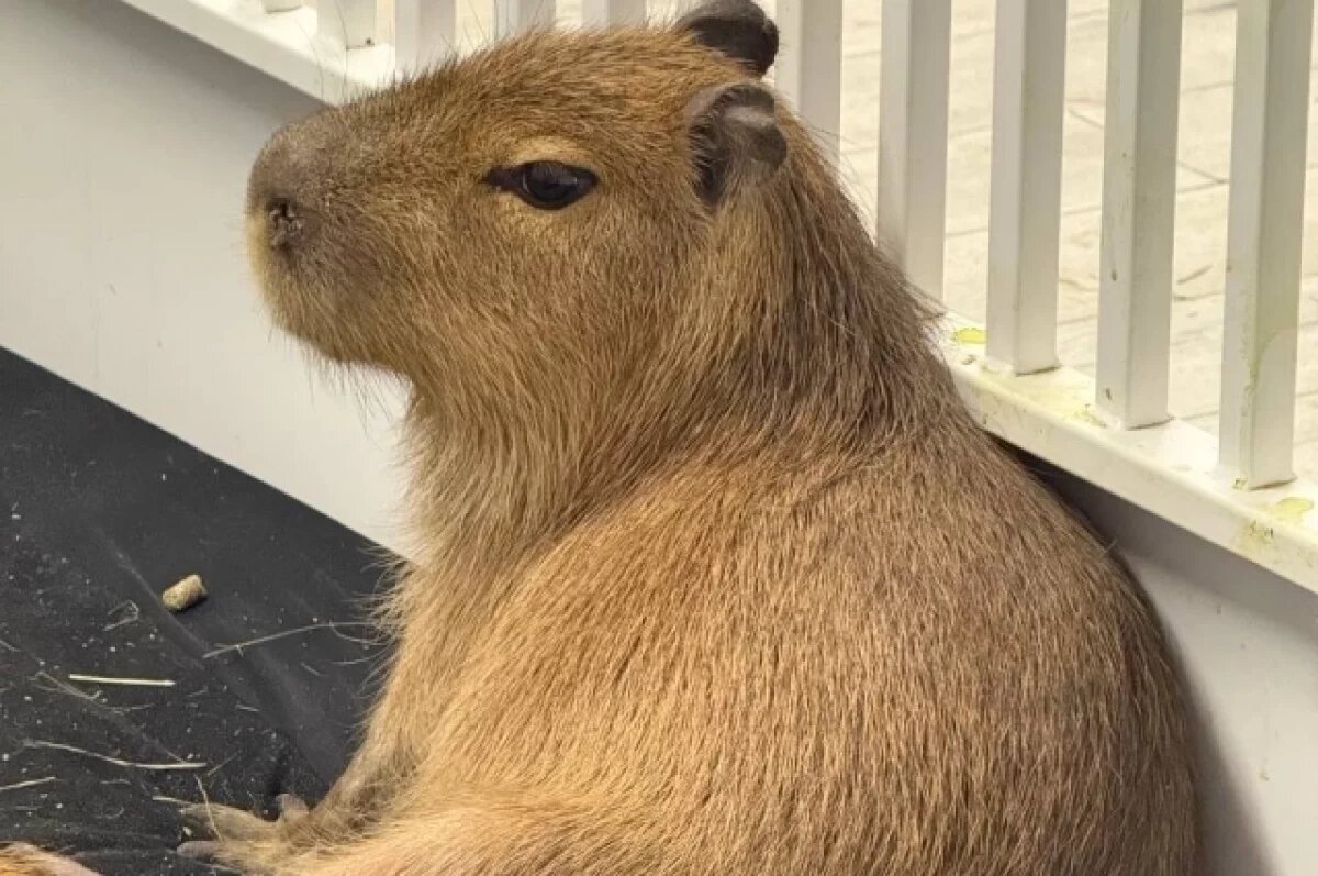    Городским жителям очень не хватает общения с животными.