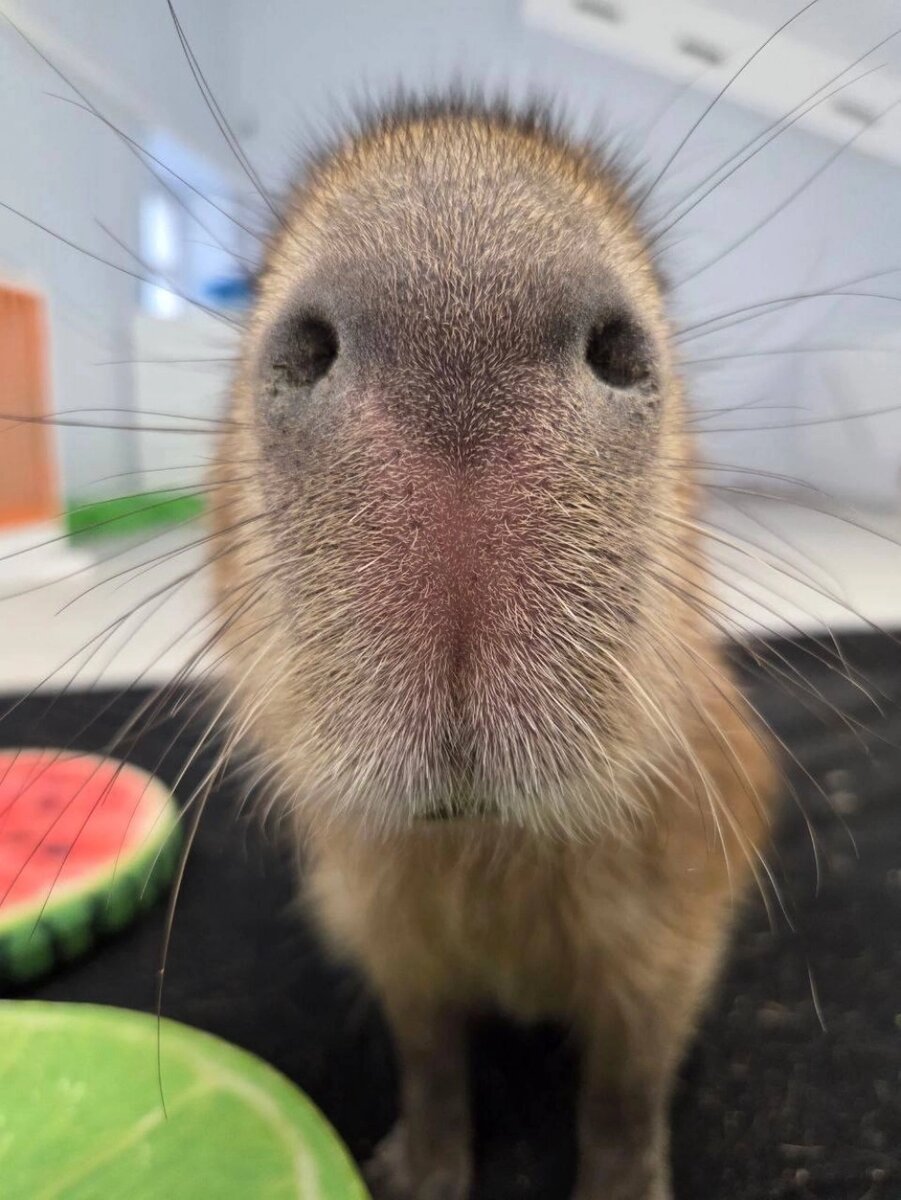    Капибары — исключительно дружелюбные животные. Фото: Из личного архива героя публикации