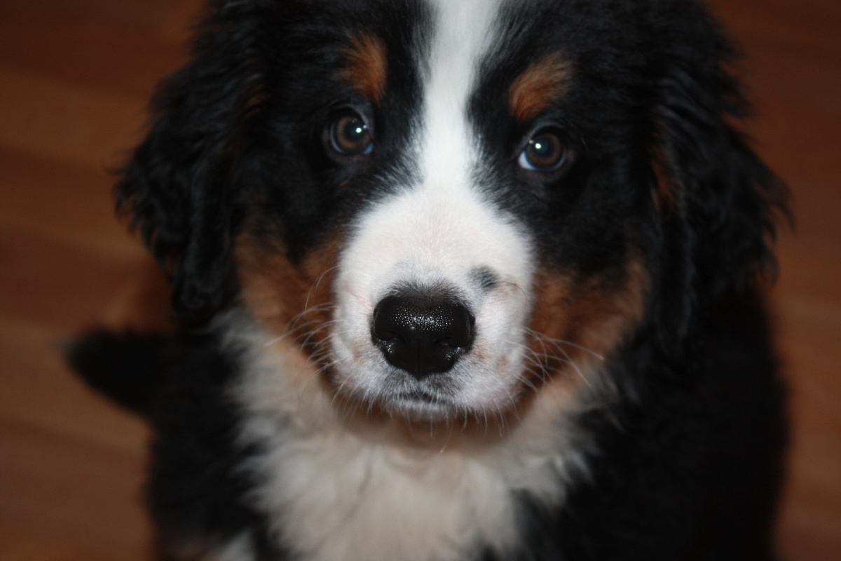 Маленькая Ева