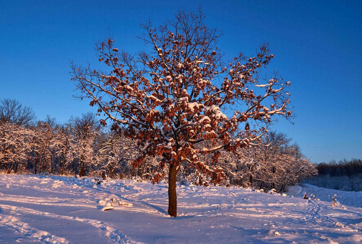 Плодовое дерево зимой