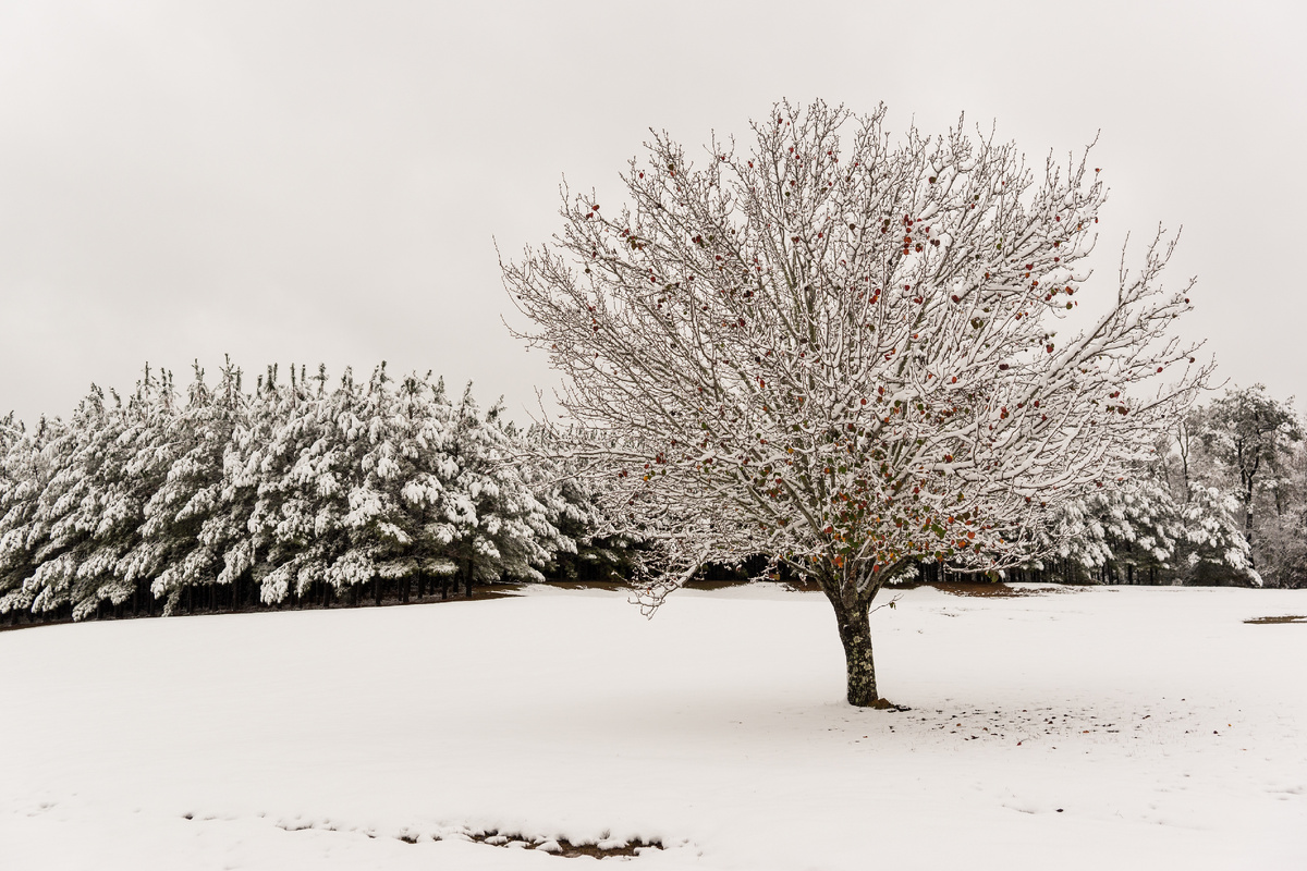 Плодовое дерево под снеговой завесой