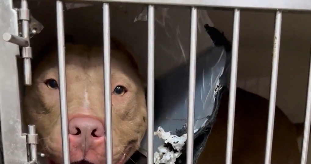 Волонтеры из Ростовской области ищут новую семью и дом для питбуля с открытым переломом