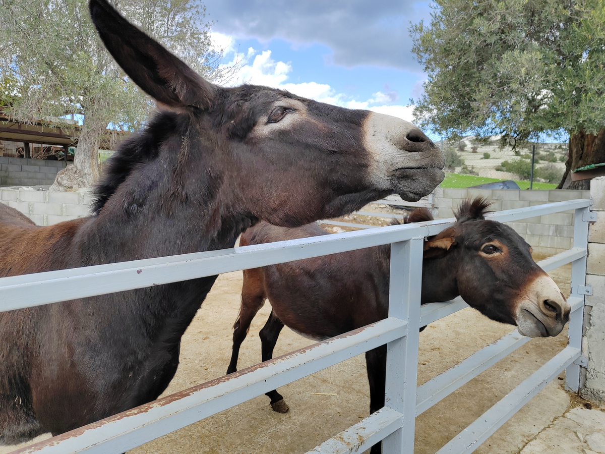 Ослиная ферма Golden Donkeys Farm. Остров Кипр. 2026 г.
