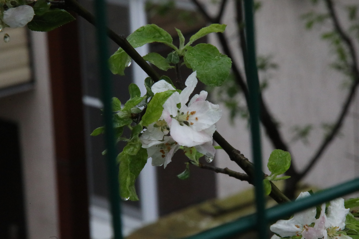 Утверждают космонавты и мечтатели, что ...... будут яблони цвести.