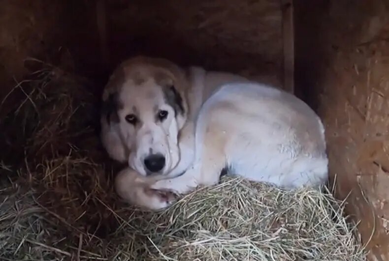 Сено в будку собаке 