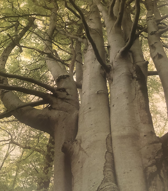 Фото из книги Патриса Бушардона "Деревья. Магическая целебная сила"