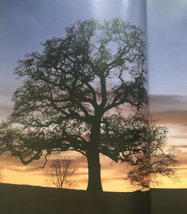 Разворот книги Патриса Бушардона "Деревья. Магическая целебная сила"