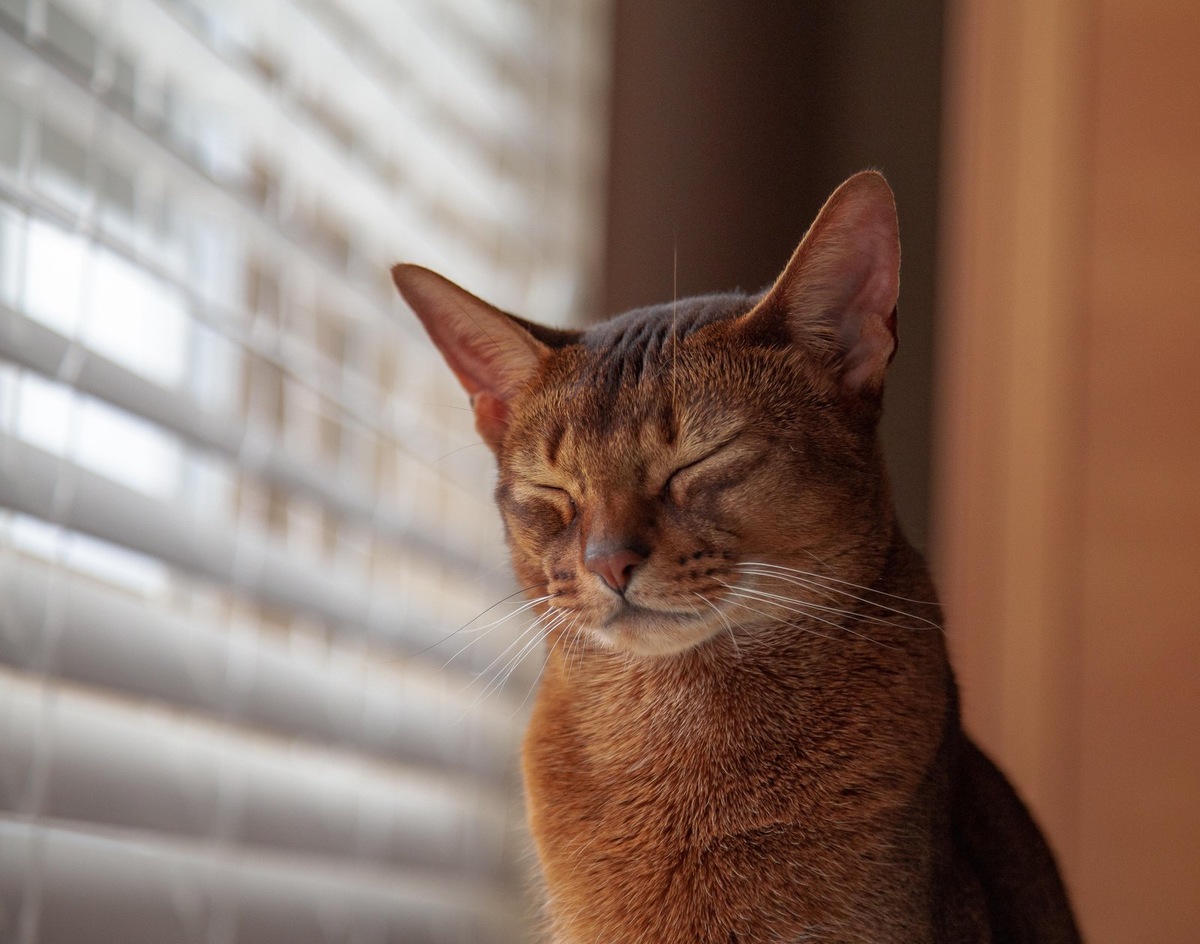    Имя для абиссинского кота может отражать его аристократизм и энергию