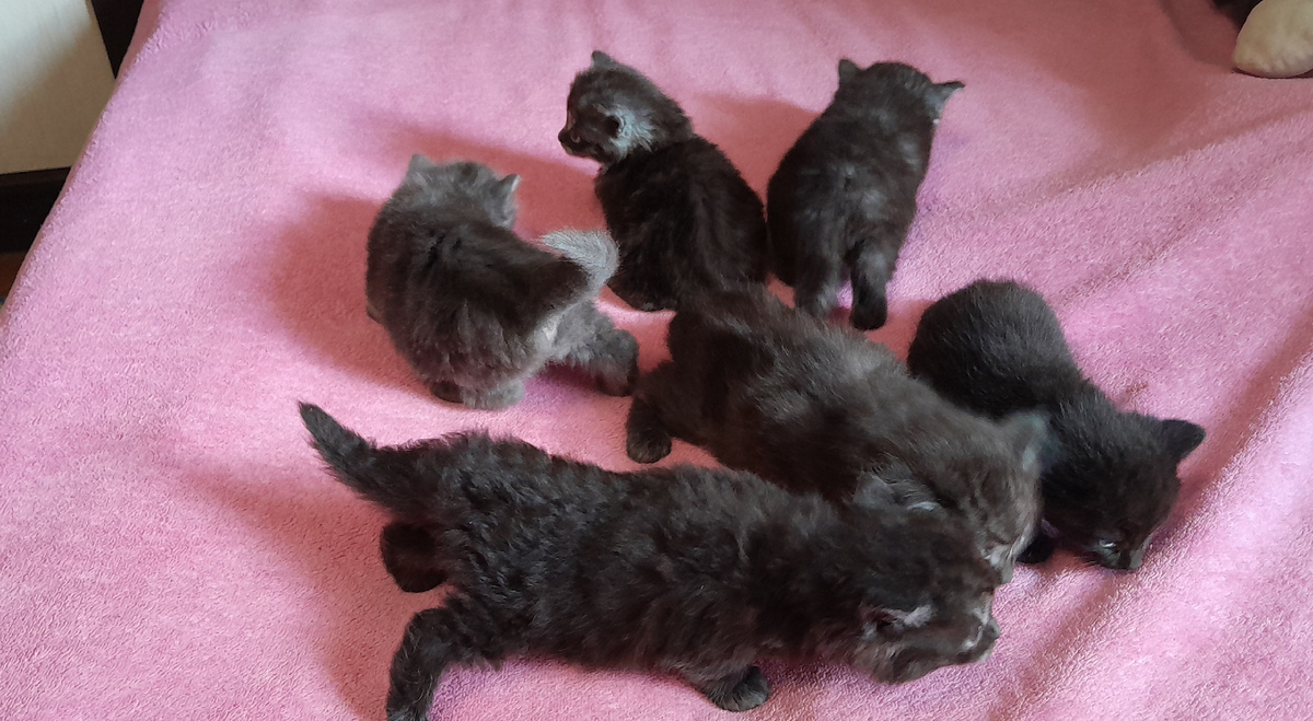 Второй помет