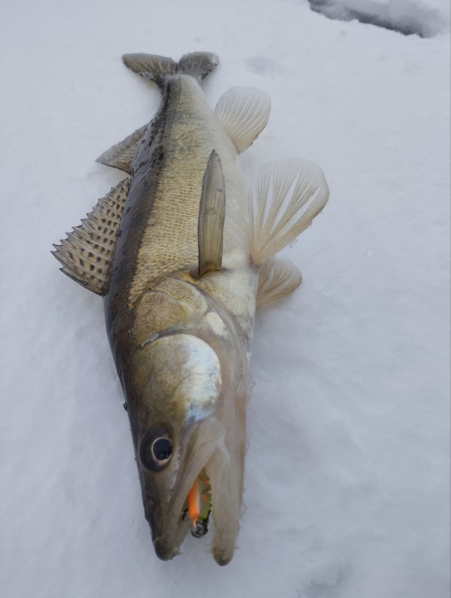      Зимняя рыбалка – это не просто хобби, это целая философия, требующая терпения, мастерства и глубокого понимания повадок подводных обитателей. И среди всех зимних трофеев, судак занимает особое место. Его хищная натура, сильные поклевки и вкусное мясо делают его желанной добычей для любого рыболова. Ловля судака со льда – это настоящее искусство, где успех зависит от правильного выбора места, грамотной техники и продуманной тактики.