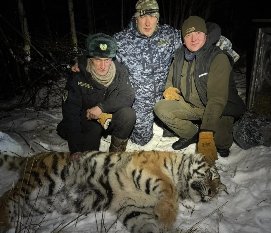 Источник: Управление охотничьего хозяйства правительства Хабаровского края