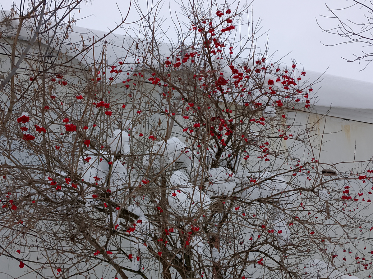 Рябина под снегом. Фото автора.