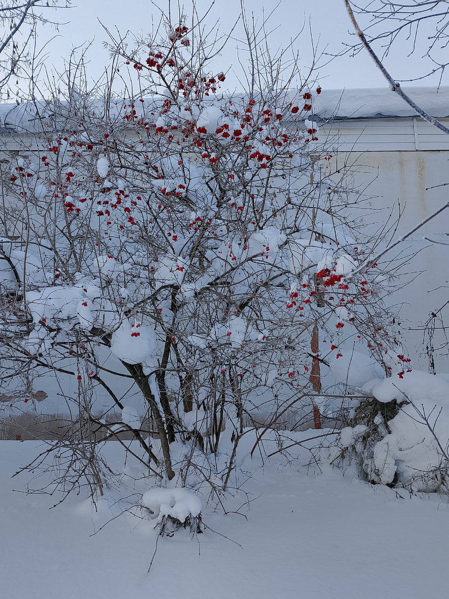 Рябина под снегом. Фото автора.