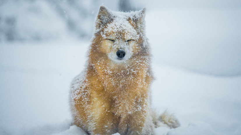   Gettyimages.ru