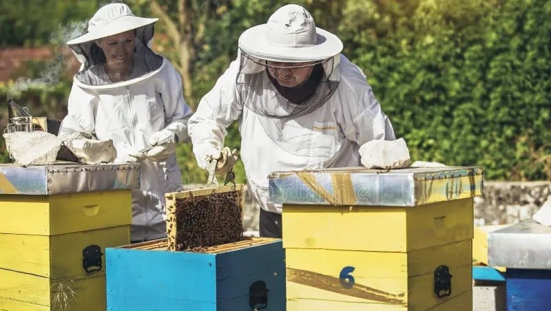 Работа с пчелами