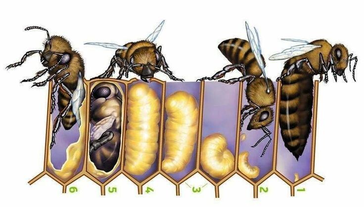 Биология пчел