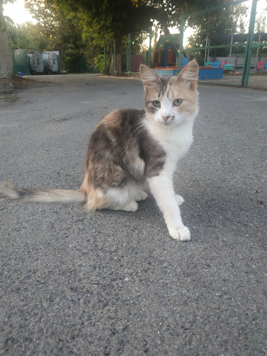 Кошка Есения