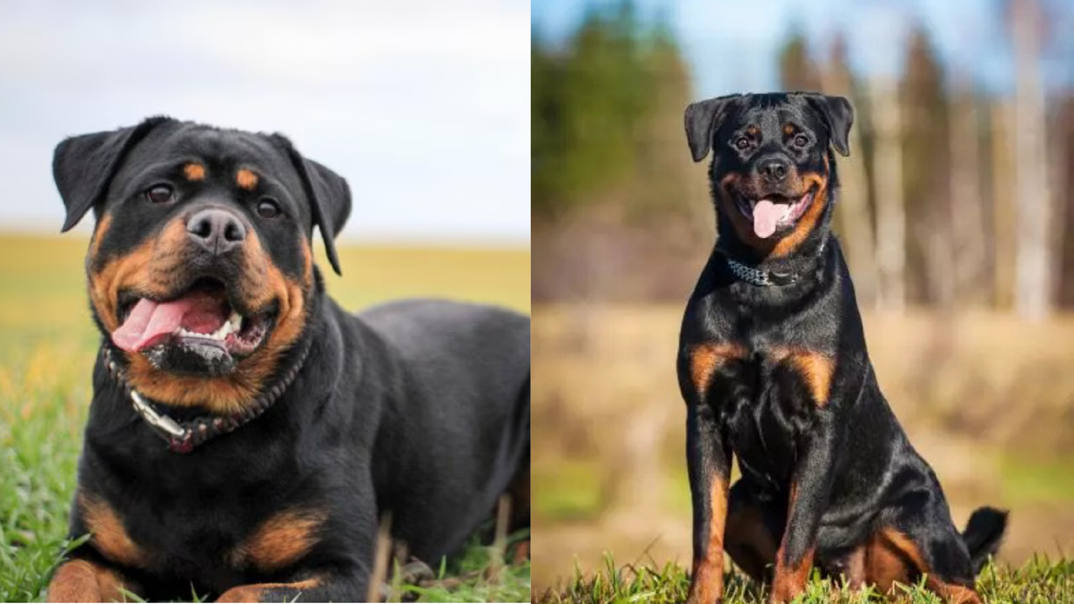 Фото ротвейлер