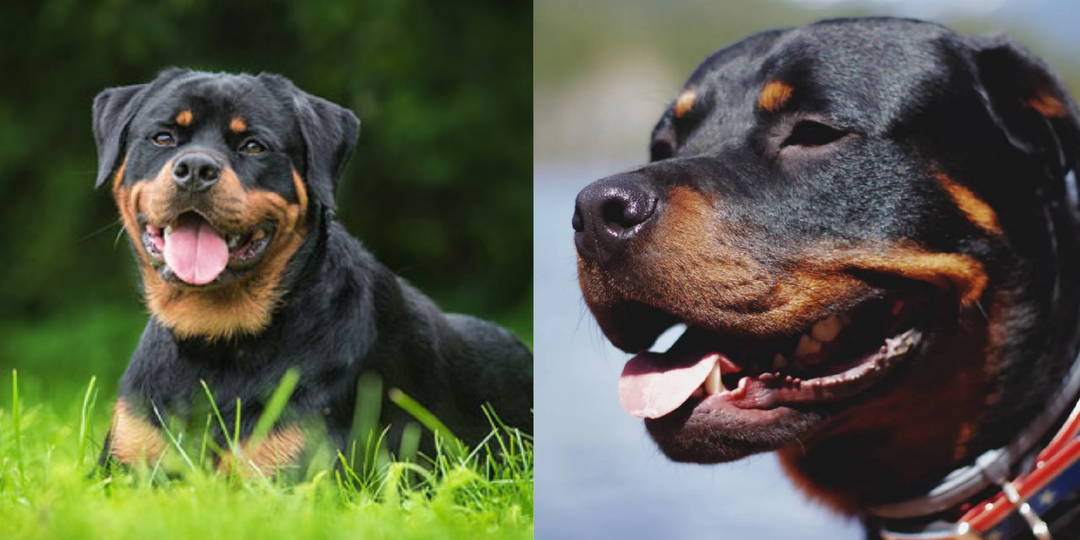 Сила, уверенность и преданность: 10 интересных фактов про ротвейлера