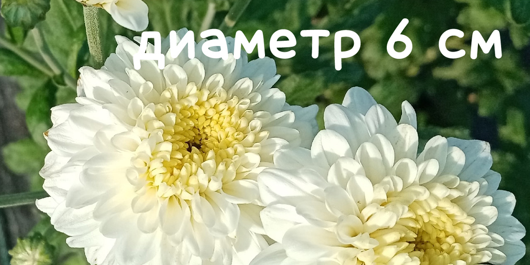 Все о моих растениях и как их приобрести в одной статье