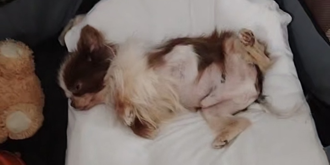 🐾 Привет от маленького чиха! 🐾