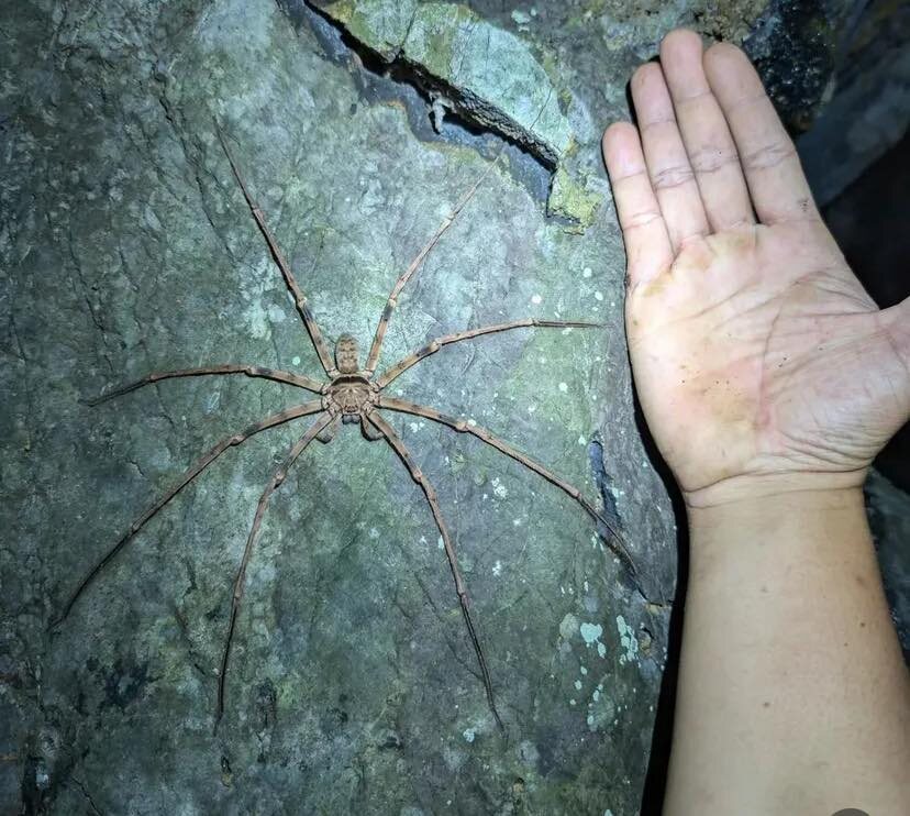 Такого ни ладошкой, ни тапком не прихлопнуть. Несите гирю! 