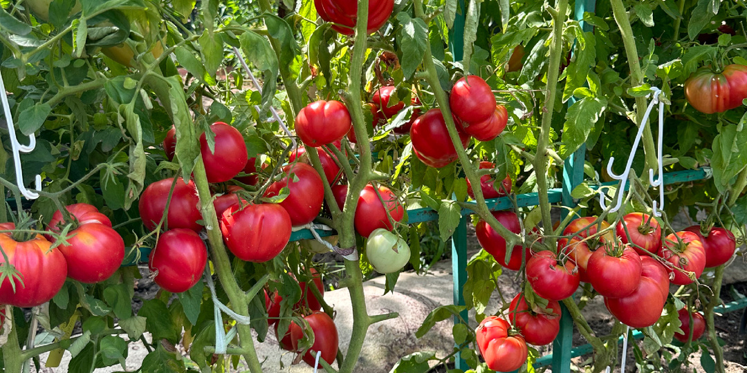 Влюбляю в помидоры . Часть 12. Особенности выращивания высоких томатов в жарком сухом климате.