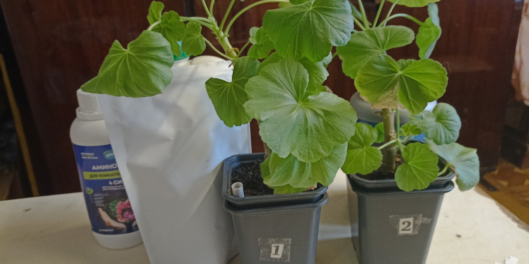 Тестирование почвенного кондиционера для влагоудержания