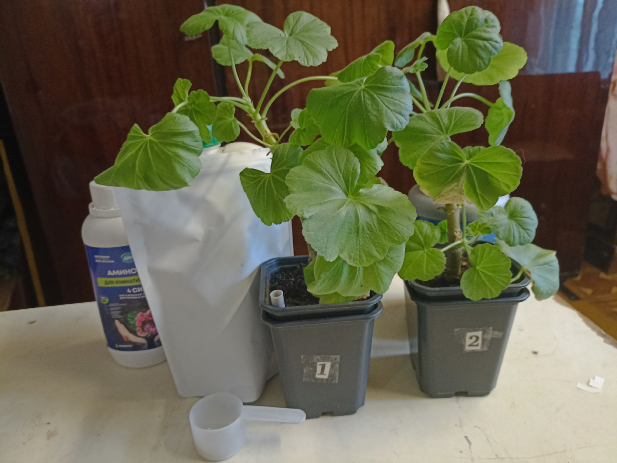 Горшок номер 1 с тестируемой пеларгонией контрольный, номер 2 опытный. Фото автора