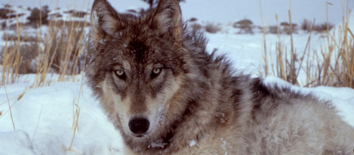 Волк как-то забыл о том, что женщины в наших селениях могут не только коня на скаку остановить / Фото: pxhere.com