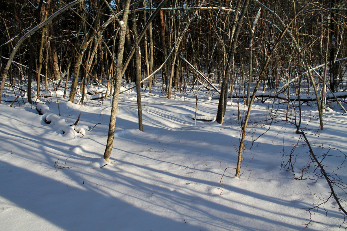 Фото автора.