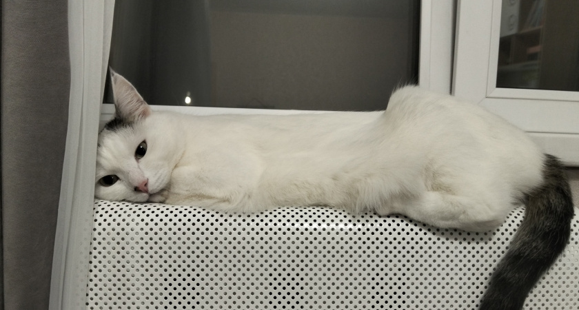    Фото progorod43.ru