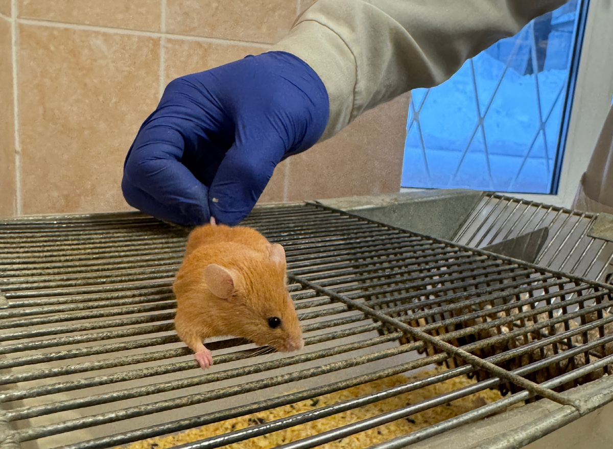 Подопытная мышь, имеющая генетическую предрасположенность к ожирению, гипергликемии и дислипидемии. Источник: Михаил Блохин 