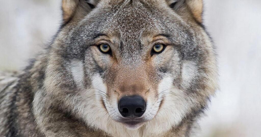 Волк — таинственный странник русских просторов