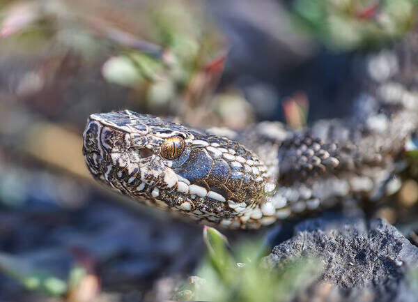 Взгляд хищника: термолокационные ямки позволяют ему видеть тепло.