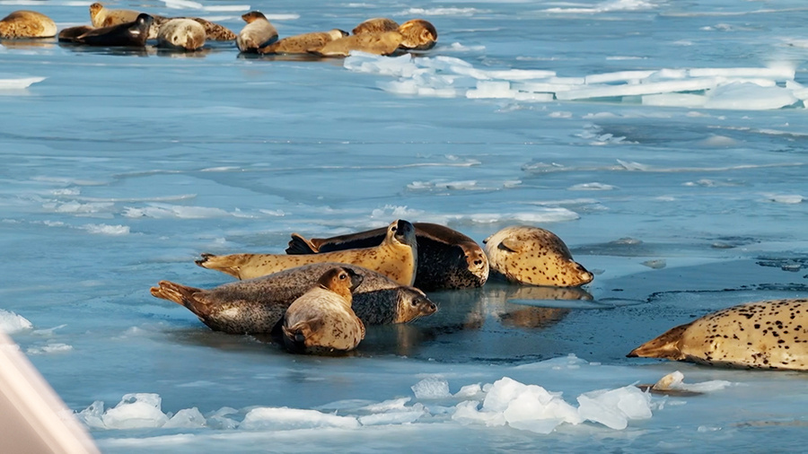    © АО "ТВ Центр"