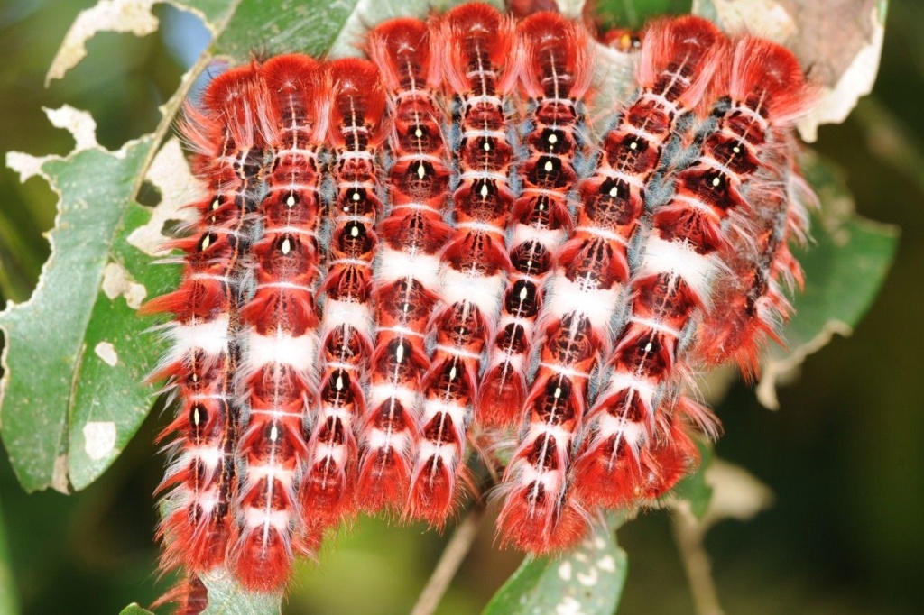 Гусеницы бабочек Морфо кормятся по ночам, а днем собираются в пугающую полосатую массу. Длина гусеницы около 10 см. Фото: Germano Woehl Junior