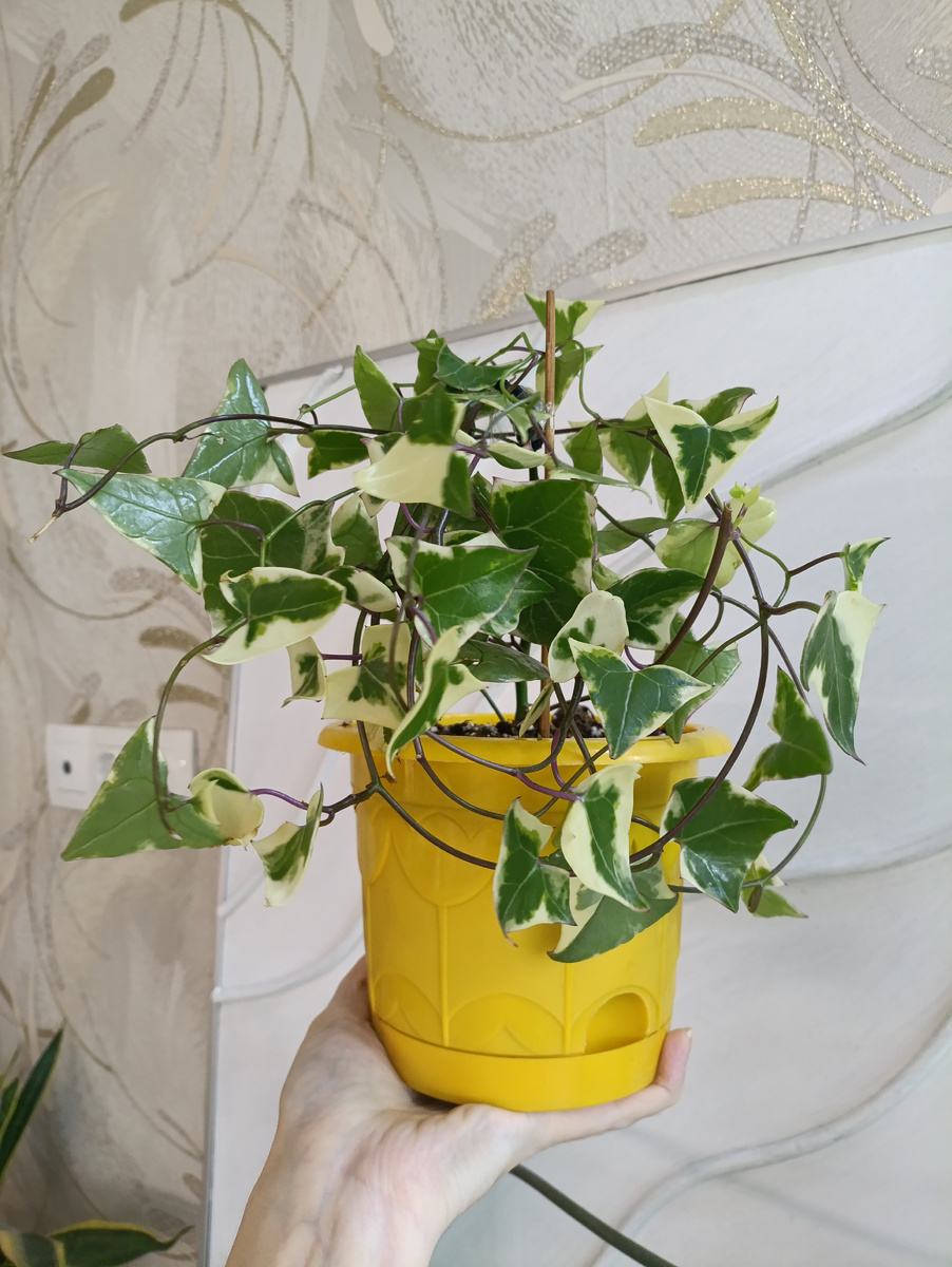 Мой крестовник крупноязычковый вариегатный пока ещё разрастается