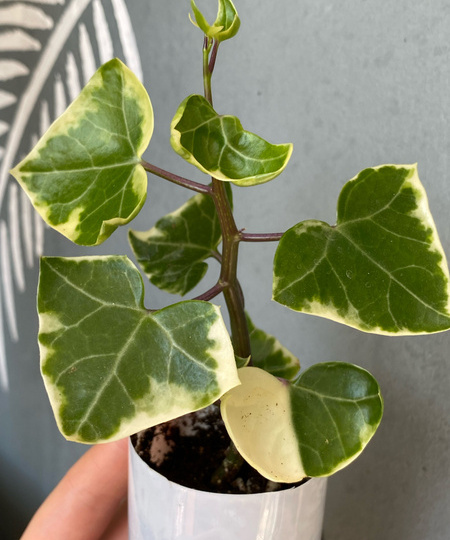 Крестовник крупноязычковый вариегатный: как выращивать, чтобы он радовал пышной листвой и декоративностью