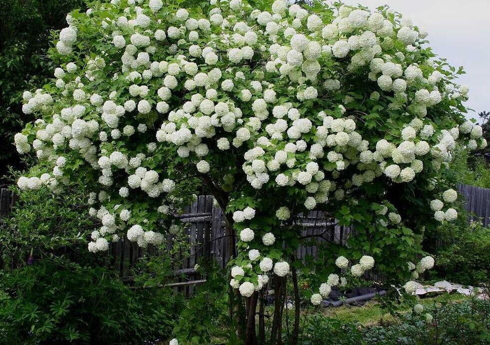 Калина Бульдонеж. Фото из открытых источников