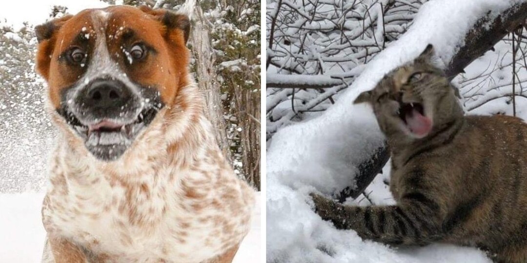 15 забавных фото, которые показывают, что у домашних питомцев своё особое отношение к снегу