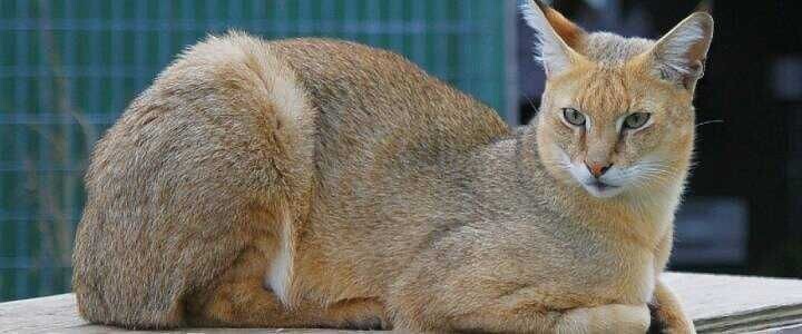 Взгляд, в котором читается история древнего Египта.