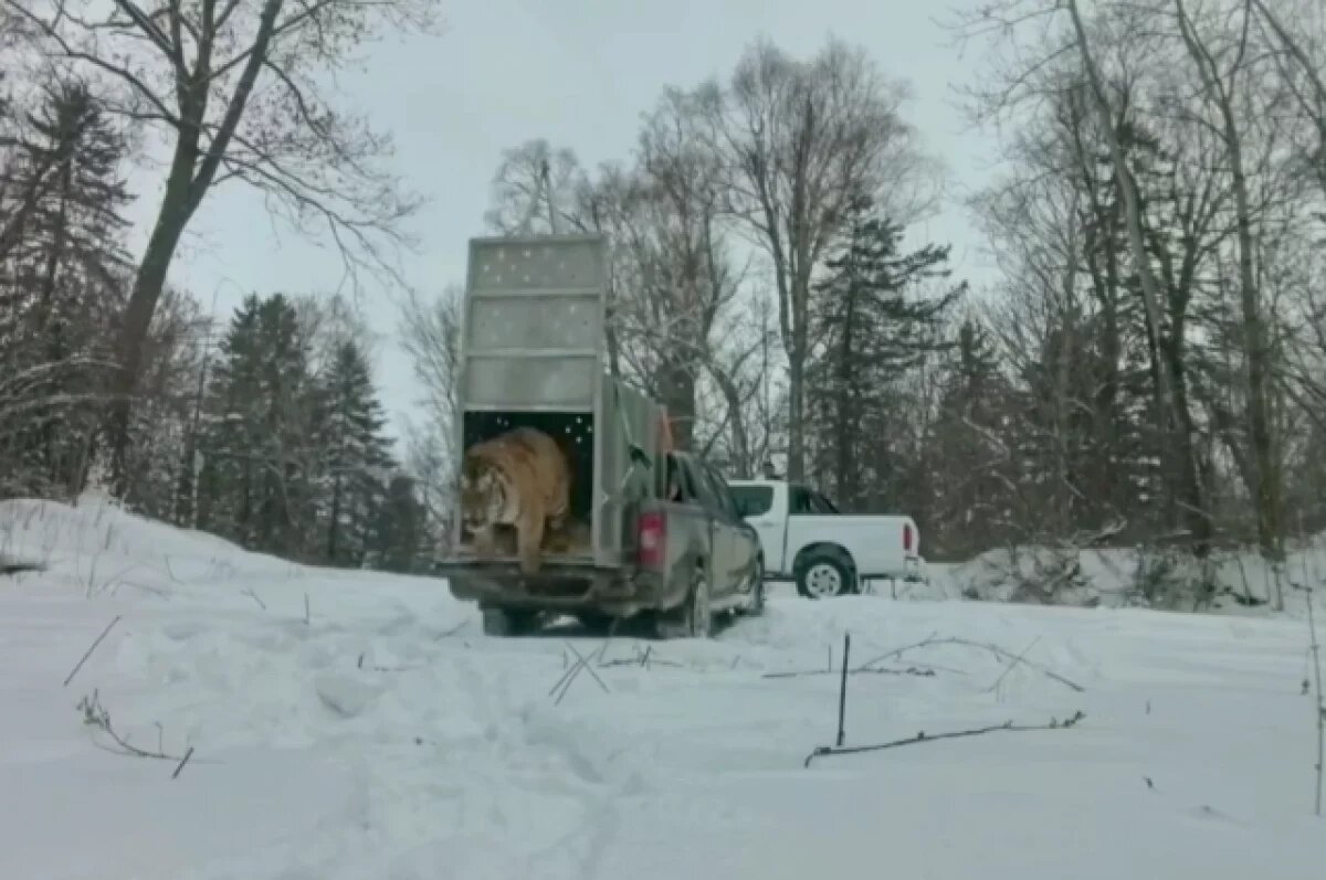    В Приморье на волю выпустили амурского тигра, ранее напавшего на лошадь