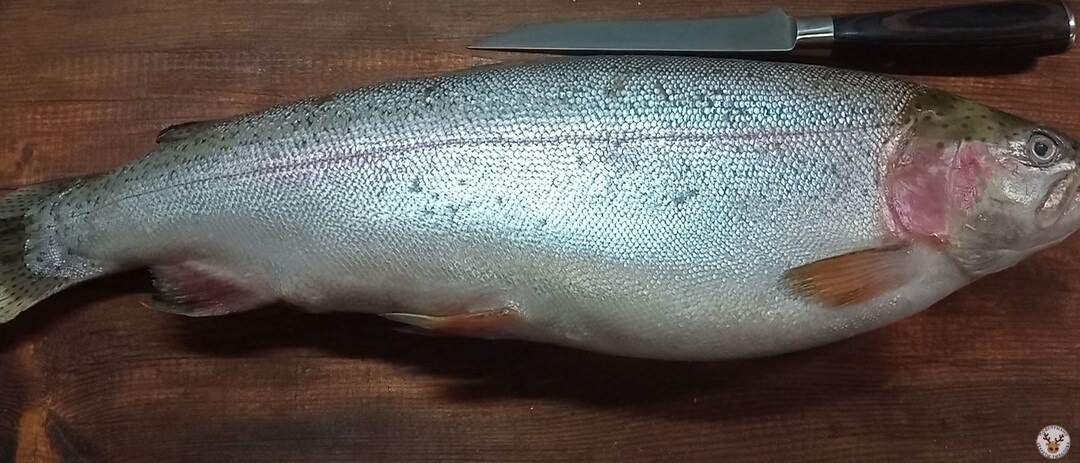 Северянин показал их способ как они солят лосося. Никогда не пересолишь, хоть неделями соли