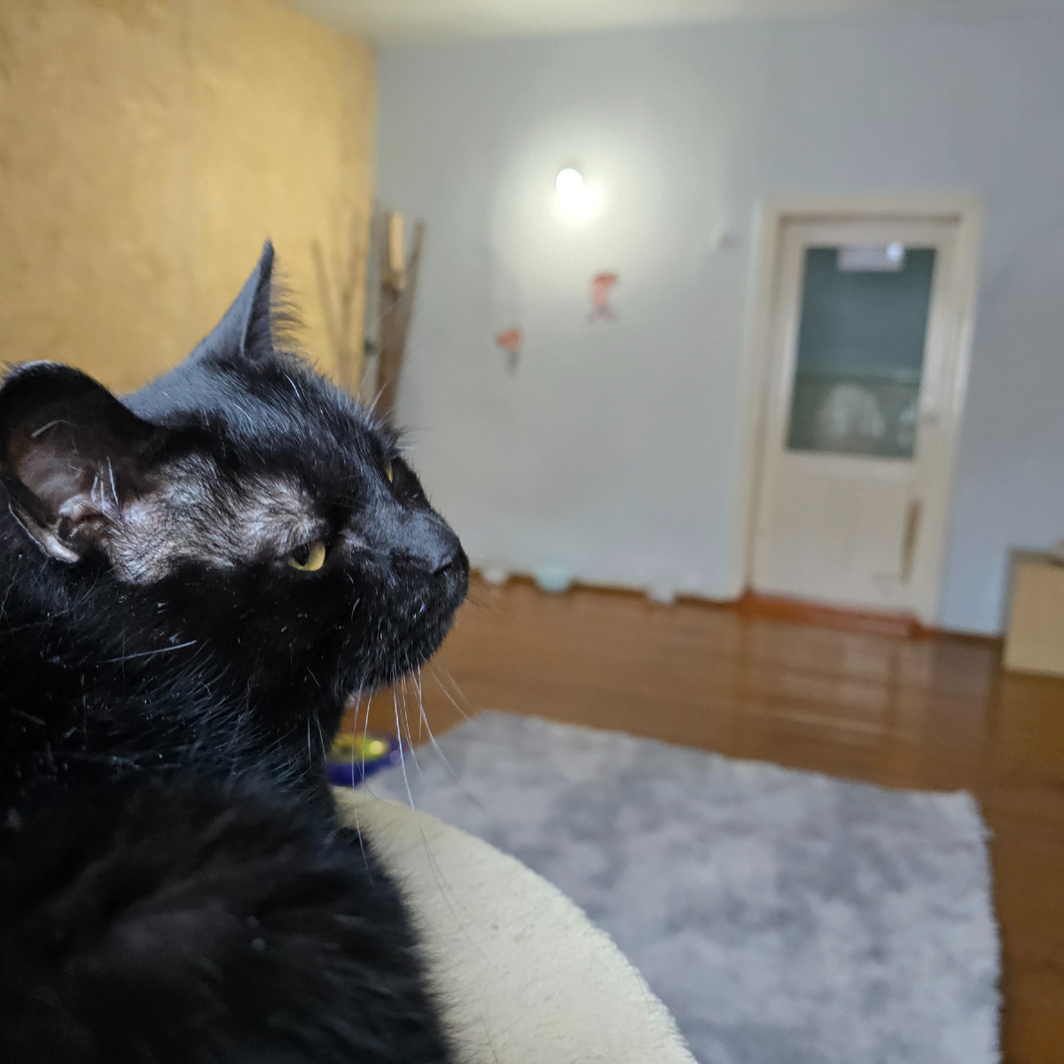 черный кот смотрит в пустоту тоскливо