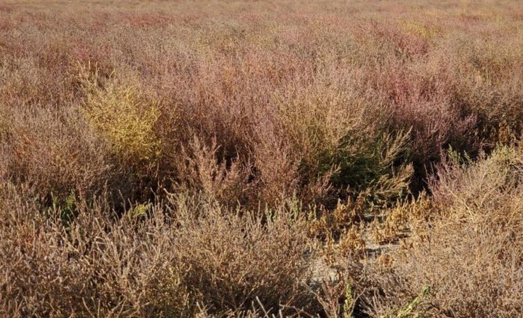    Фото: Brian Jenks, North Dakota State University
