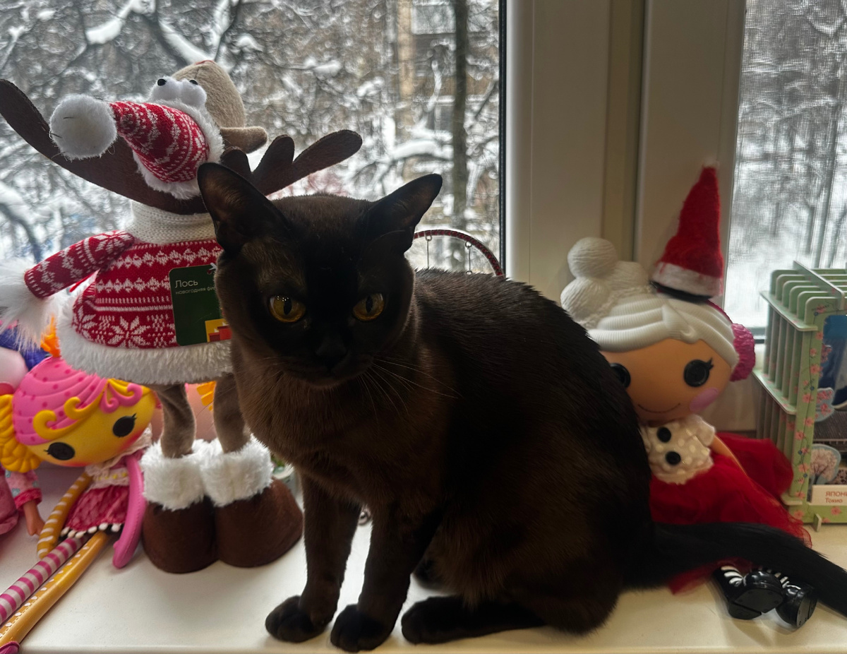 Дива контролирует как я снимаю игрушки с ёлки 