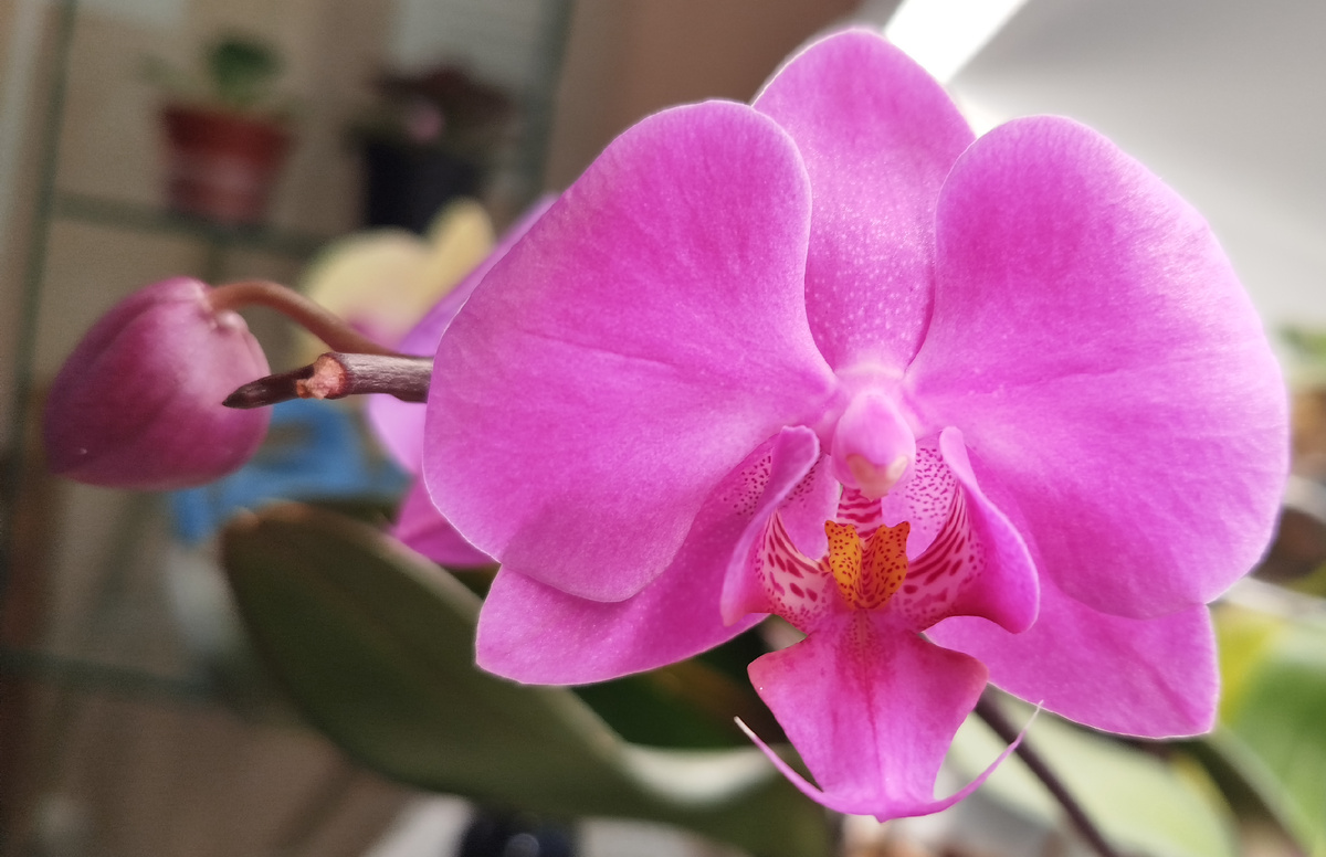 Орхидея фаленопсис Пасадена 