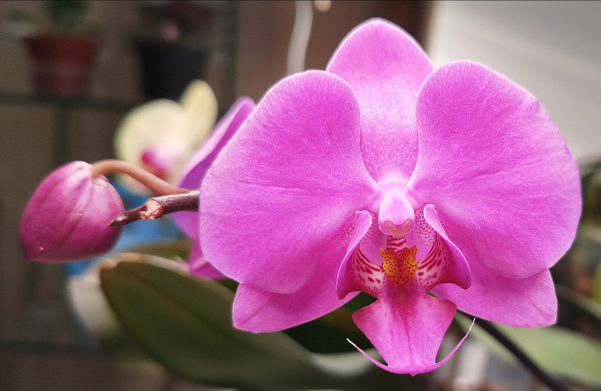 Орхидея фаленопсис Пасадена Pasadena